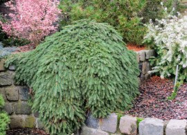 picea-abies-formanek-10-18-2012-4-47-15-am
