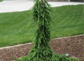 picea-abies-frohburg1-500x500