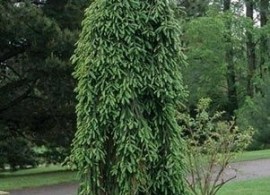 picea-abies-inversa
