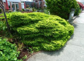 picea-abies-nidiformis