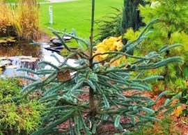 picea-engelmannii-snake-650x650
