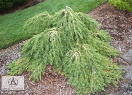 picea_abies_formanek_big