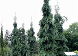 picea_glauca_pendula