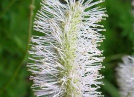 pimprenelle-alba-