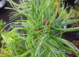 pinus-parv-schoons-bonsai