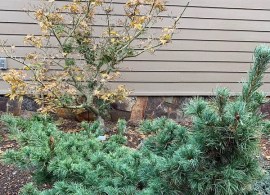 pinus-parviflora-fuku-zu-mi-spring-min-wfrrtgtivsqv1