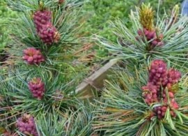 pinus-parviflora-fuku-zu-mi-spring-min-wfrrtgtivsqv