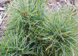pinus-parviflora-iona-10-21-2012-6-02-25-am
