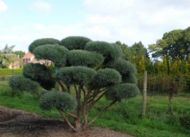 pinus_sylvestris_watereri_bonsay_0