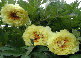 pion-drevovidnyj-kinko-paeonia-suffruticosa-kinko-rastenie.jpg