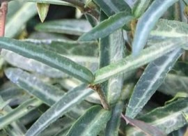 plant_22860_shoot_20170208003709