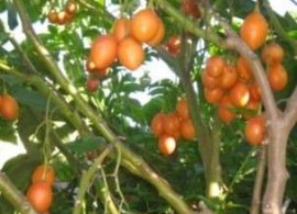 planta-de-tomate-de-arbol-solanum-betaceum-d_nq_np_234321-mlu20754508797_062016-o