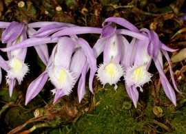 pleione_praecox_orchi_6002