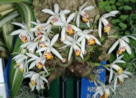 plemaculata
