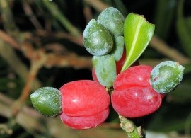 podocarpus-nakaii-fruits-close-up
