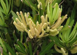 podocarpus_macrophyllus_flower