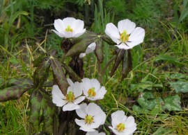 podophyllum-emodi-flowers-2007-1