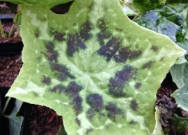 podophyllum-galaxy-002