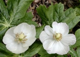 podophyllum-peltatum-comp