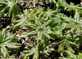 podophyllum-peltatum-mayapple-stand