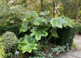 podophyllum-pleianthum-4005