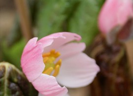 podophyllum_hexandrum_indiskt_fotblad_1_2