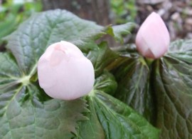 podophyllum_hexandrum_pink