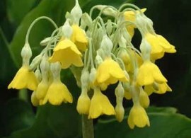 primula-florindae-flowers-400x400
