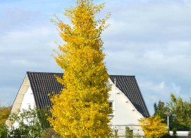 princeton_sentry_ginkgo_tree_2