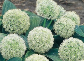 products-allium-karataviense-ivory-q
