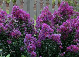 purple-magic-crape-myrtle-600x375
