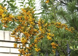 pyracantha-golden-charmer-07