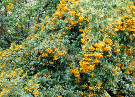 pyracantha-golden-charmer-1-p3929-30673_image