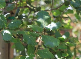 quercus-agrifolia-natural