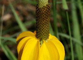 ratibida-columnifera-3