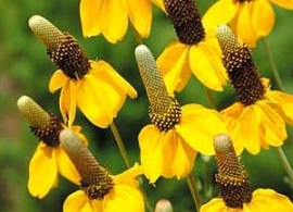 ratibida_vyrashhivanie_iz_semyan_7