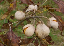 red-buckeye3-1024x7685