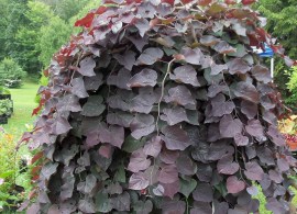 redbud-ruby-falls-31111