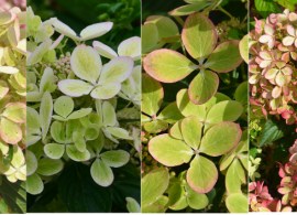renplante_hydrangeapaniculatapastelgreen-27small