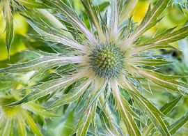 rhs_mar0023956_8009