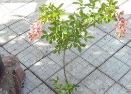sam_1535