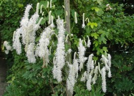 sangui11.jpgsanguisorba-ten-alba