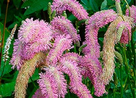 sanguisorba-pink-brushes-2