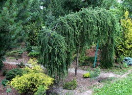 scale_12004