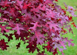 scarlet-oak