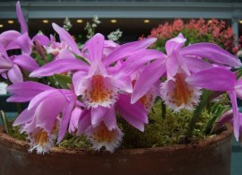 sized10-pleione-brittania-doreen-pam-turtle-dscf4227m-376197