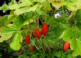 sizedpodophyllum-hexandrum-fruits-16081118871