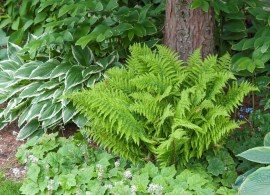 sorte-dryopteris-affinis-crispa_1