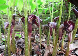 speciosum-copy