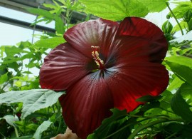 summer-spice-hibiscus-crème-de-la-cocoa